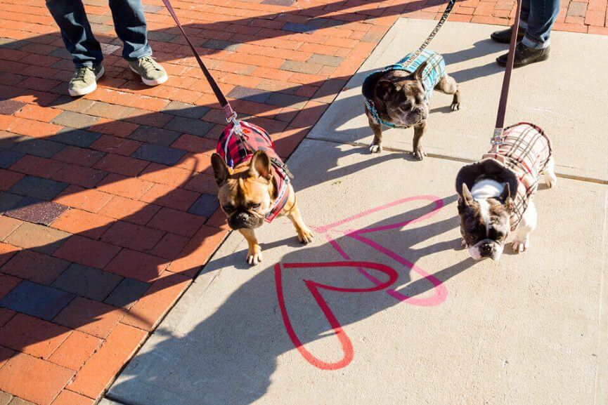 Dogs on a leash on the sidewalk