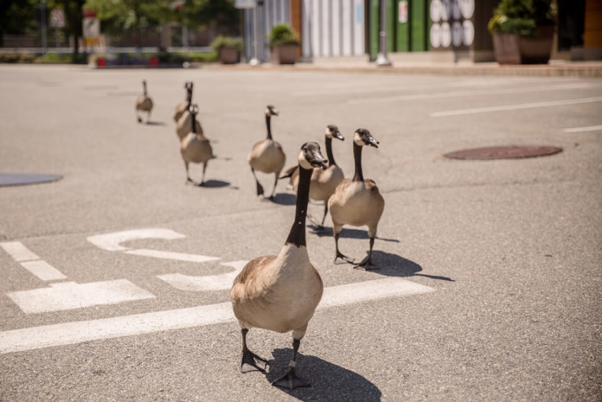 Geese in the Street